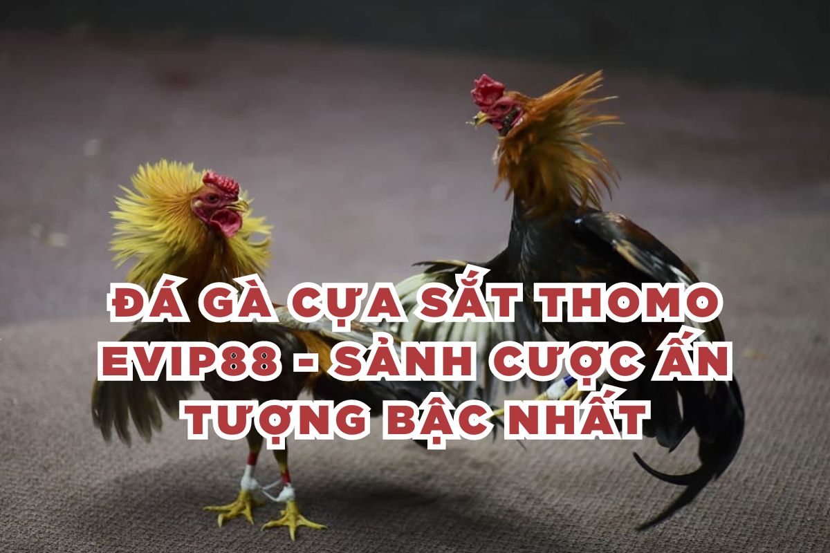 Đá gà cựa sắt Thomo EVIP88 - Sảnh cược ấn tượng bậc nhất