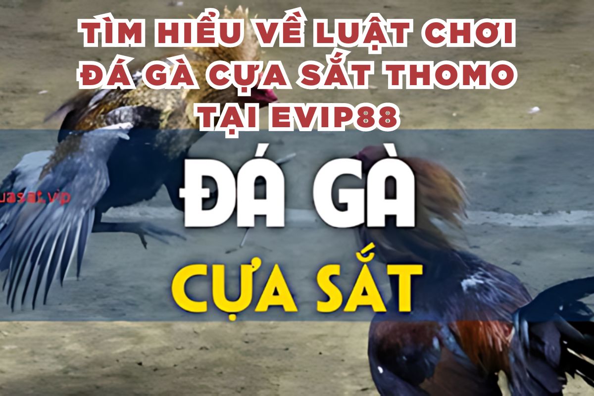 Tìm hiểu về luật chơi đá gà cựa sắt Thomo tại EVIP88