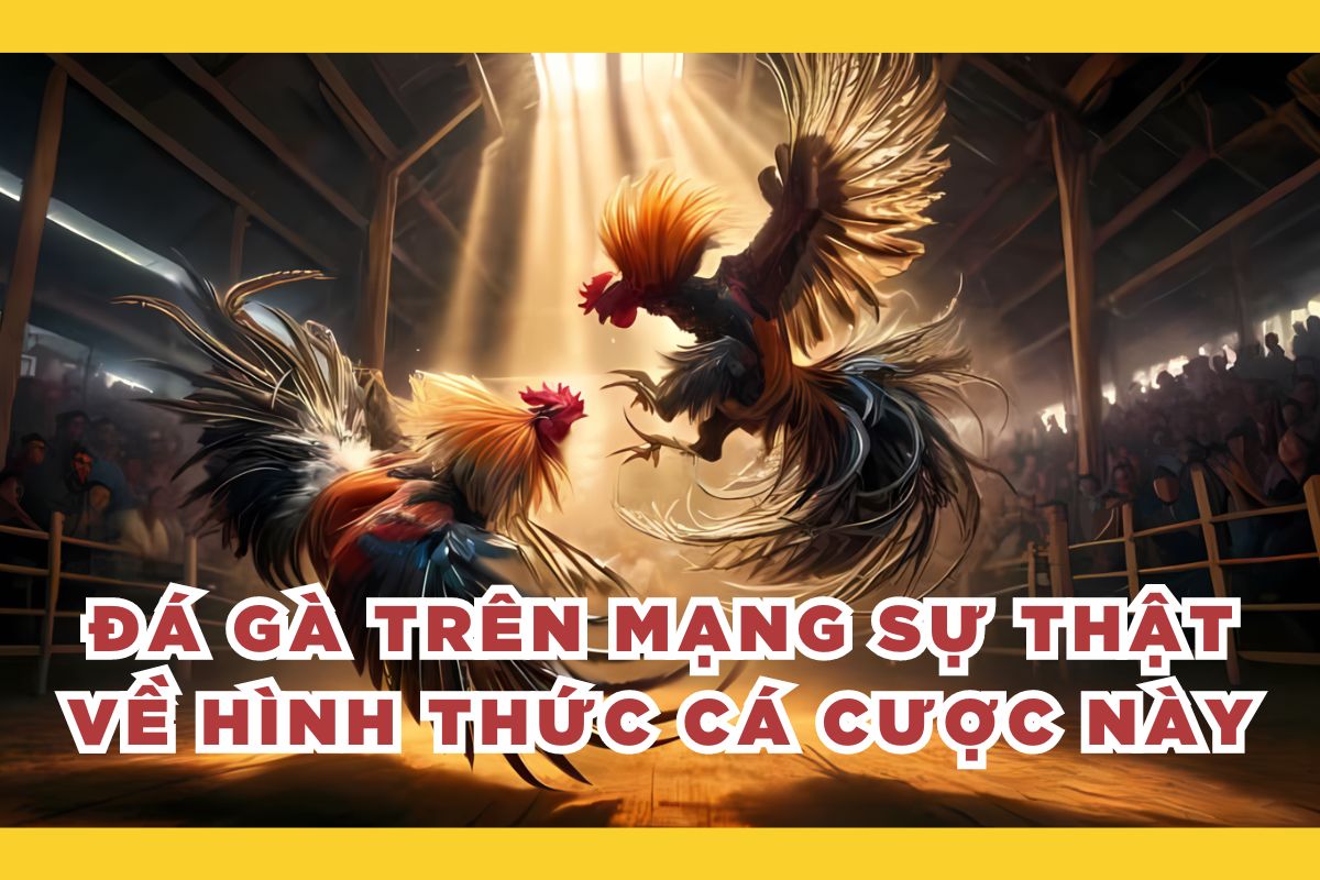 Đá gà trên mạng Sự thật về hình thức cá cược này