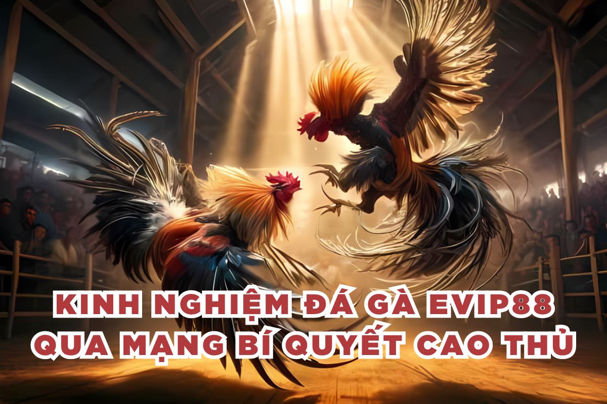 Kinh Nghiệm Đá Gà Evip88 Qua Mạng Bí Quyết Cao Thủ